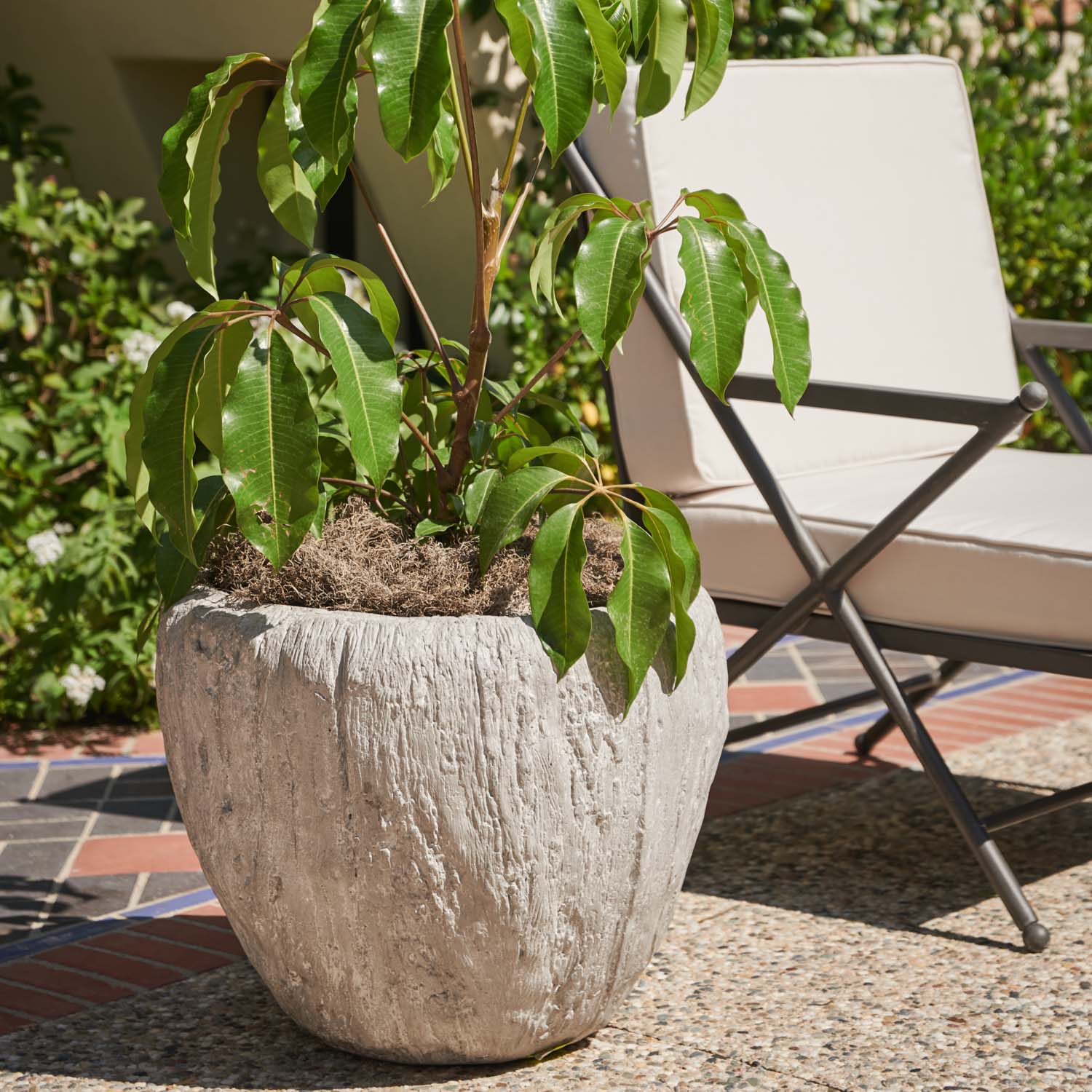 Cedrus Planter - Image 2