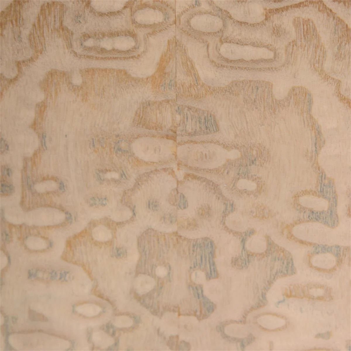 John Richard Butterfly Chest - Image 5