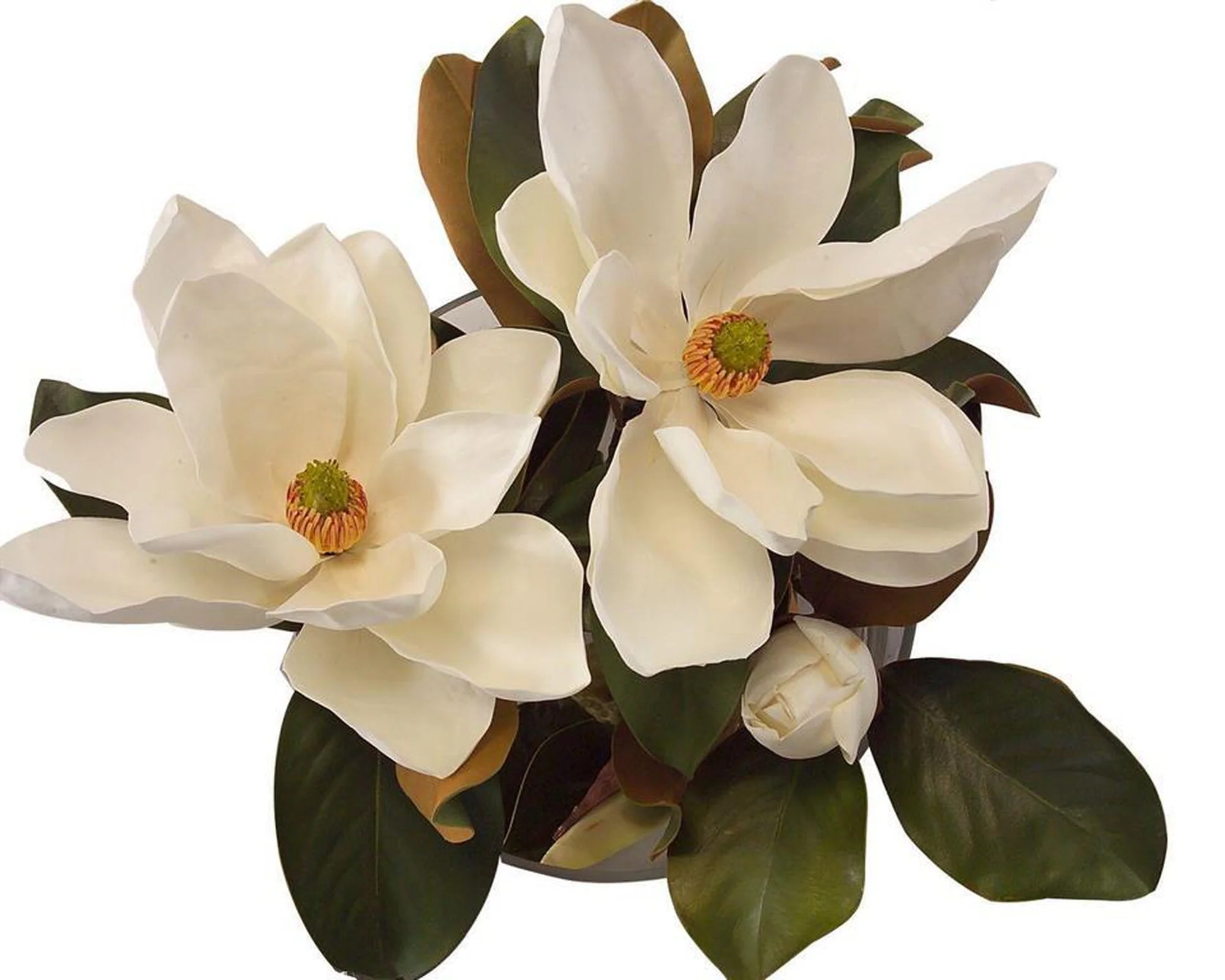 John Richard Decor Magnolia Grandiflora - Image 2
