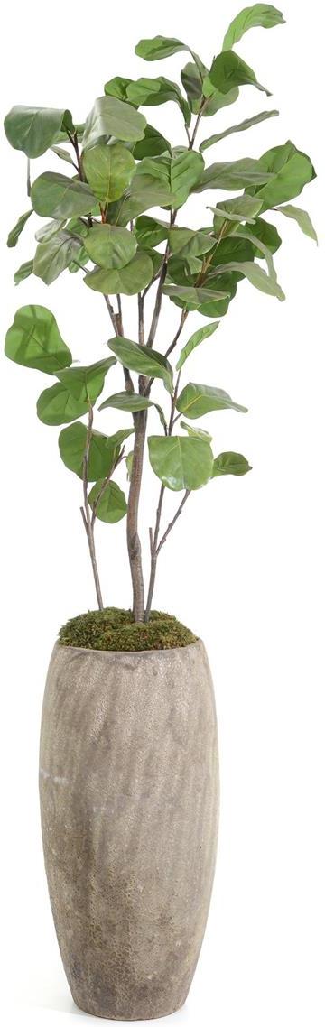 John Richard Decor Slender Fiddle Leaf Fig