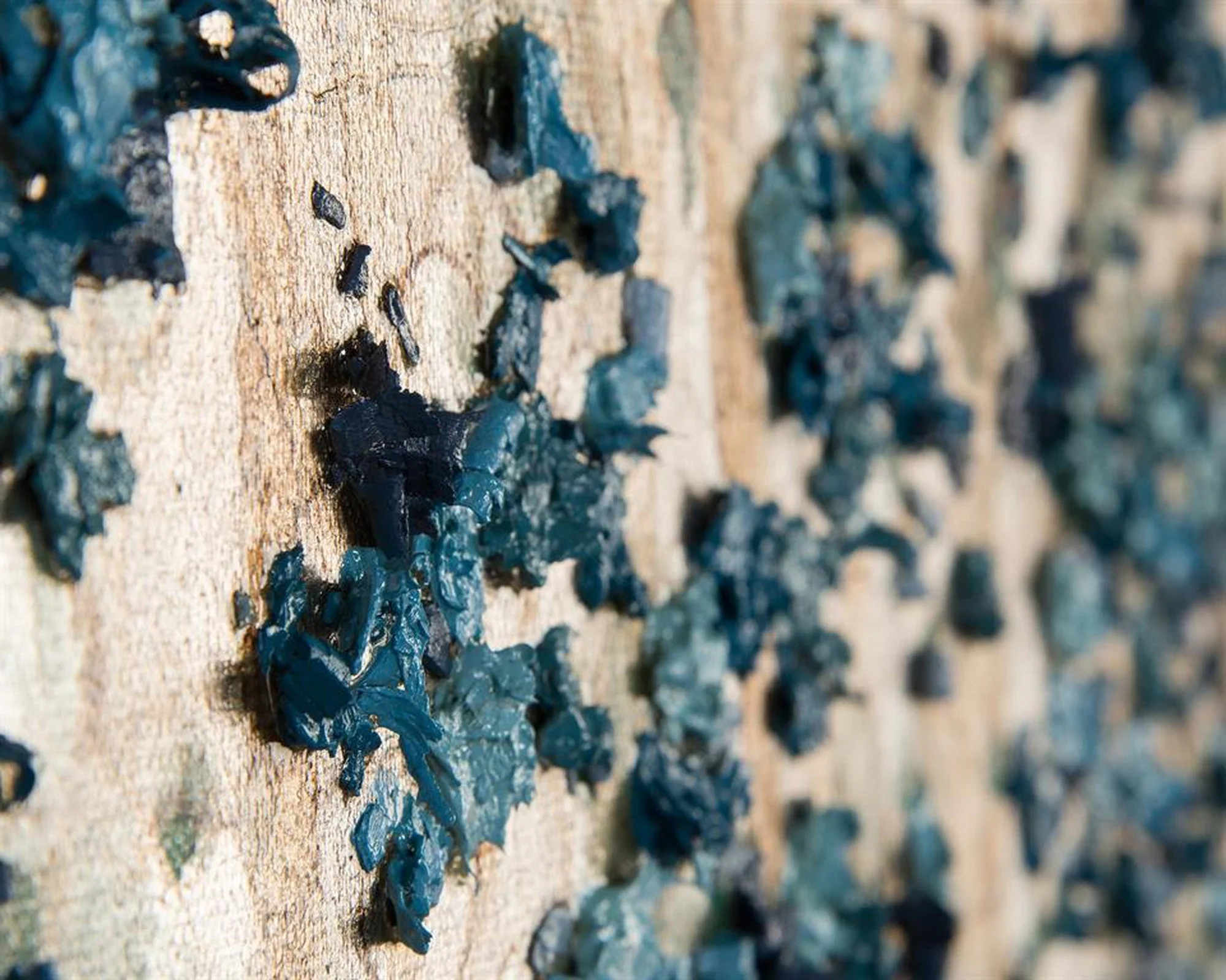 John Richard Teng Fei's Silvered Dogwood Wall Art - Image 2